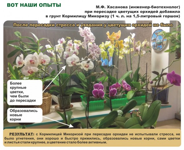 результат применение микоризы на орхидеях