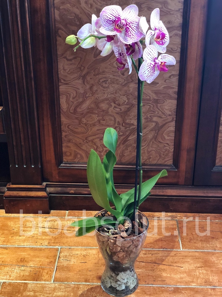 Грунт для орхидей "Effect+" фракция 20-40 мм для средних и больших орхидей